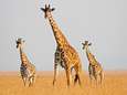 Une girafe tue un bébé dans une réserve naturelle sud-africaine