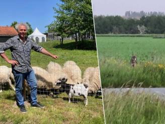Een beurs met schapen, net nu er voor het eerst in 200 jaar wolf in Westhoek zit: “Ons domein zal ruiken naar een feestmaaltijd”