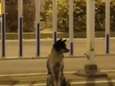 Rouwend hondje houdt al 80 dagen de wacht aan drukke weg waar baasje omkwam