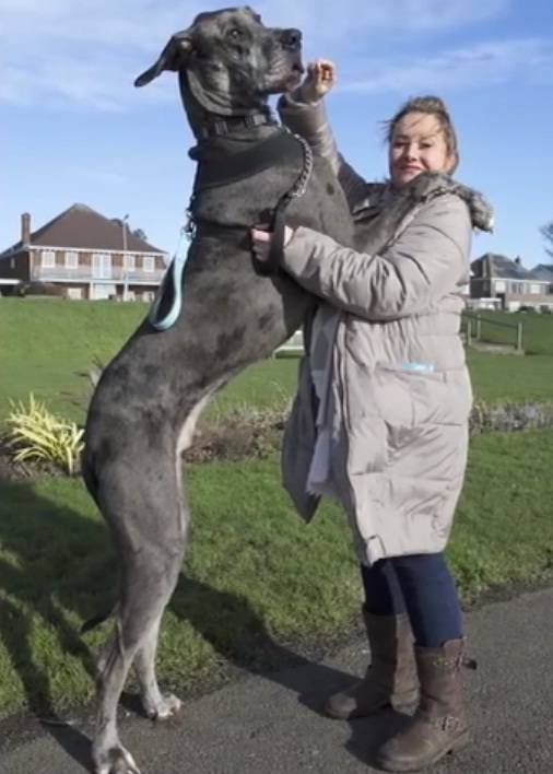 Maak Kennis Met Freddy S Werelds Grootste Hond In Spe Nieuws Ad Nl