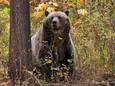Een grizzlybeer in de omgeving van Camas in het noordwesten van Montana.