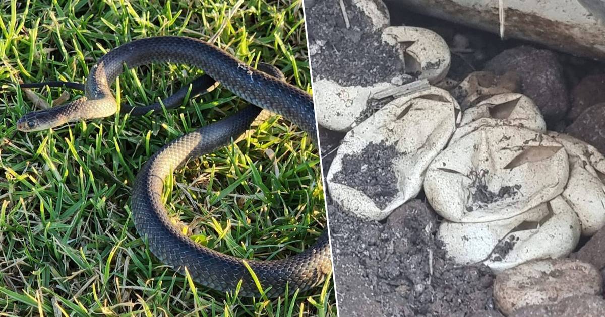 Un tout-petit australien s’attaque à un serpent très venimeux, un nid de 110 œufs découvert dans la cour avant |  À l’étranger