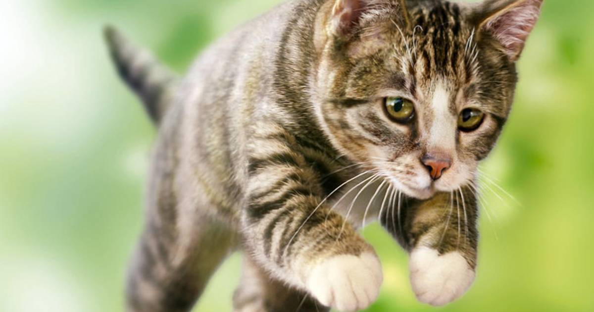 Il S Est Pendu Parce Que Son Chat Ne Revenait Plus Monde 7sur7 Be