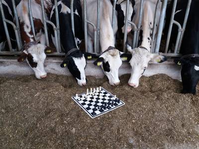Schaakclub steunt boerenprotest door te spelen naast de melkrobot in Wamel