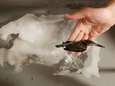 En daar is ie weer! Beroemde ijsvogel ontdooid uit zijn originele ijsblok 