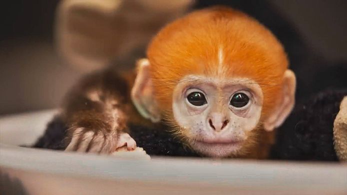 Un singe appartenant à l'une des espèces les plus rares au monde naît dans  un zoo de Sydney - Monaco-Matin
