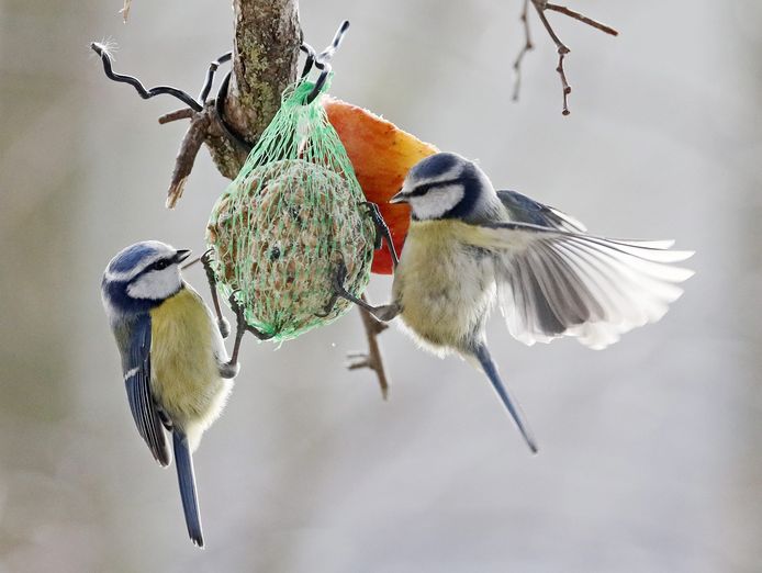 Pas op met vetbollen in netjes, waarschuwt Dierenambulance Altena: vogels kunnen er met hun pootjes in verstrikt raken.