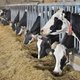 Weer sjoemelen melkboeren met de cijfers
