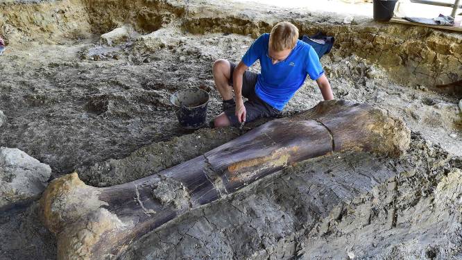Reusachtig dijbeenbot van megadino gevonden in Frankrijk