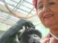 Zoo legde trouwe bezoeker Adie contactverbod met chimpansee Chita op: “Ze hebben bewakers ingezet. Maar die zie ik intussen niet meer...”
