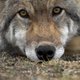 De wolf doet het goed in Nederland. Té goed?