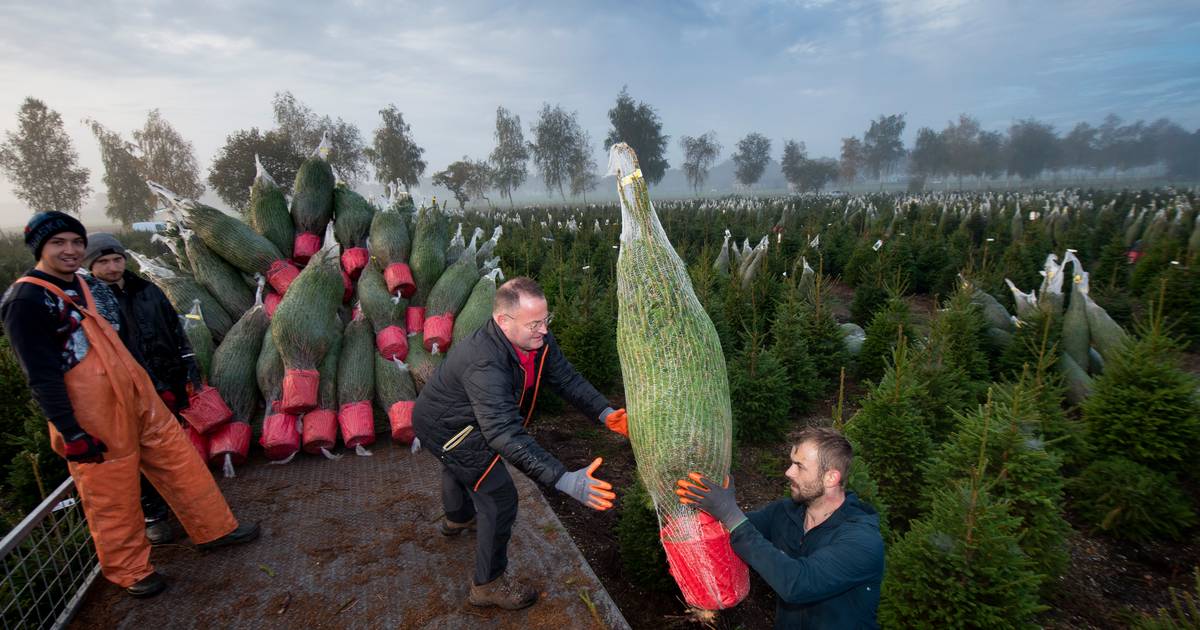 schuintrekken Antecedent bunker Kerstboom kopen? Wees er snel bij! 'Mensen willen er twee in plaats van één  dit jaar' | Apeldoorn | destentor.nl