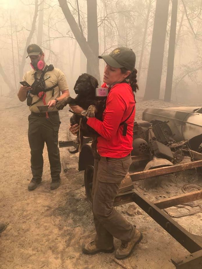 Puppy Trooper werd gevonden in de resten van de bosbranden van Californië.