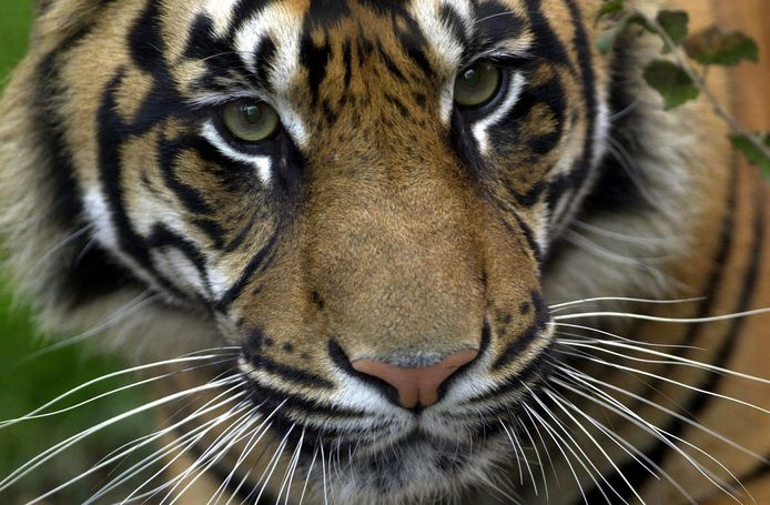 Een Sumatraanse tijger, archiefbeeld ter illustratie.