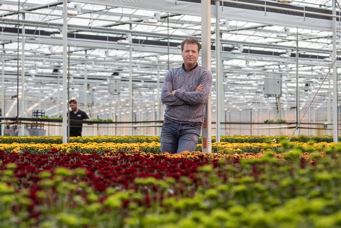 Chrysantenkweker Richard van Schie uit Monster.
