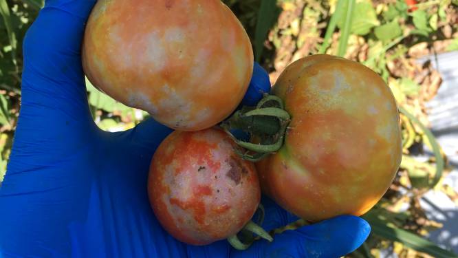 Destructieve tomatenziekte verspreidt zich over ons land