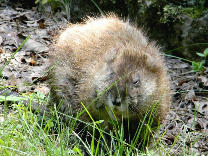 Muskusrat terug van weggeweest.