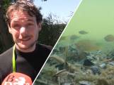 Dit zit er in het water bij een zwemplas