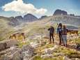 Oostenrijk stelt gedragscode op voor Alpenwandelaars na fatale koe-aanval