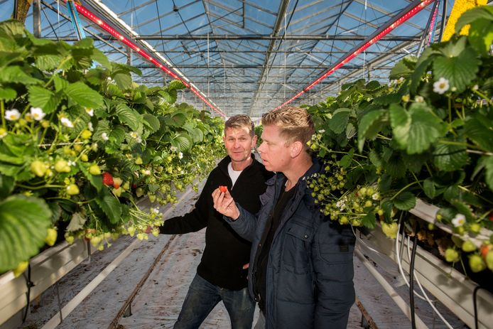 Aardbeientelers Jack en zijn zoon Michel Hereijgers bekijken de door led-verlichting geteelde aardbeien in hun kas in Zundert. Edwin Wiekens/Pix4Profs