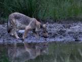 Unieke beelden van drinkende wolvenwelp op de Veluwe