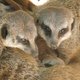 Drie stokstaartjes geboren in Antwerpse zoo