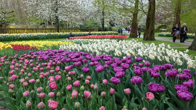 Tukkers naar de tulpen