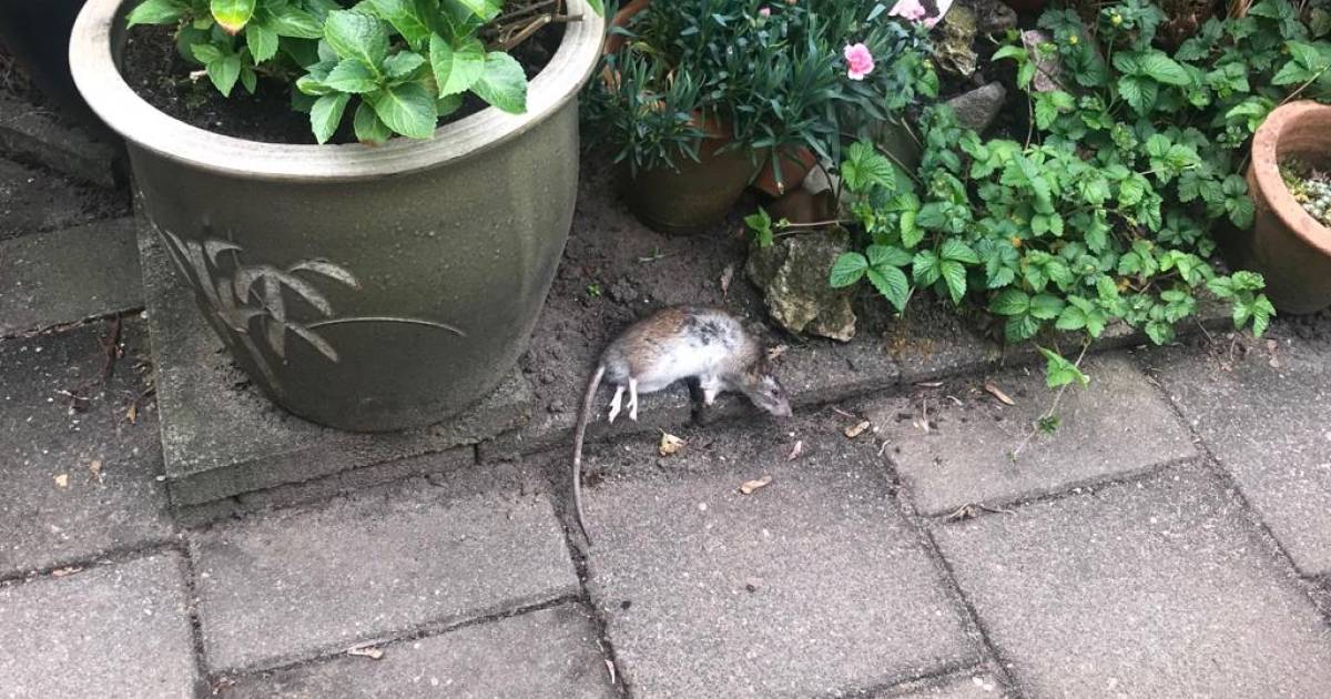 frustraties in de wijk door trippelende plaaggeesten echt alles is aangevreten door ratten montferland gelderlander nl