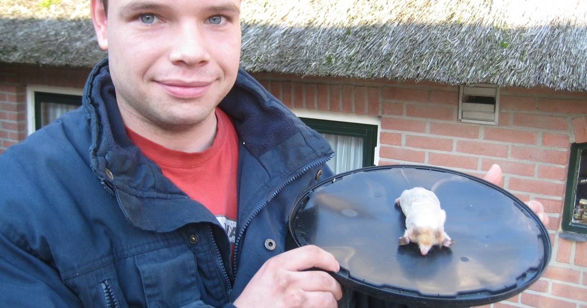 Zeldzame witte mol gevangen op Eikelhof