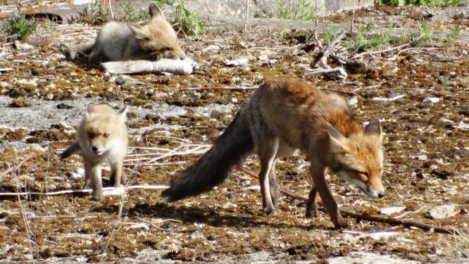 Vijf vosjes met moeder gespot in Noord: ‘Ze zijn zo grappig om te zien’