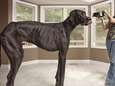 Deense dog Zeus is de hoogste hond ter wereld