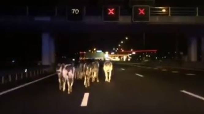 Rijbaan op A28 dicht om kudde koeien over vluchtstrook