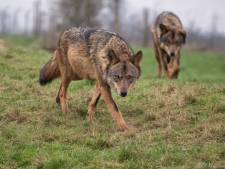 De wolf rukt op, en dat leidt tot zorgen in veehoudend Barneveld: ‘Gaan ze straks achter onze kippen aan?’