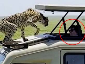 Het angstaanjagend moment waarop cheeta naar open dak safari-jeep springt