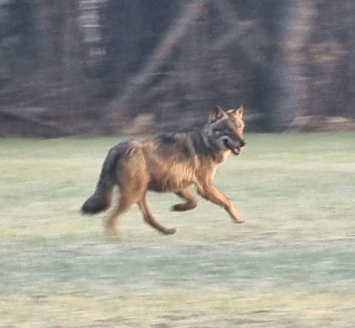 Heidi nam vanmorgen een foto van de wolf in haar weide in Schriek