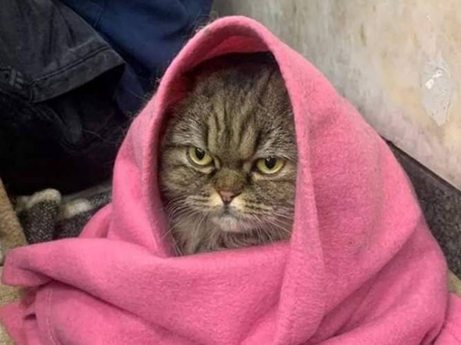 Oekraïense kat gaat viraal met foto in schuilkelder: “Haar gezicht zegt alles”