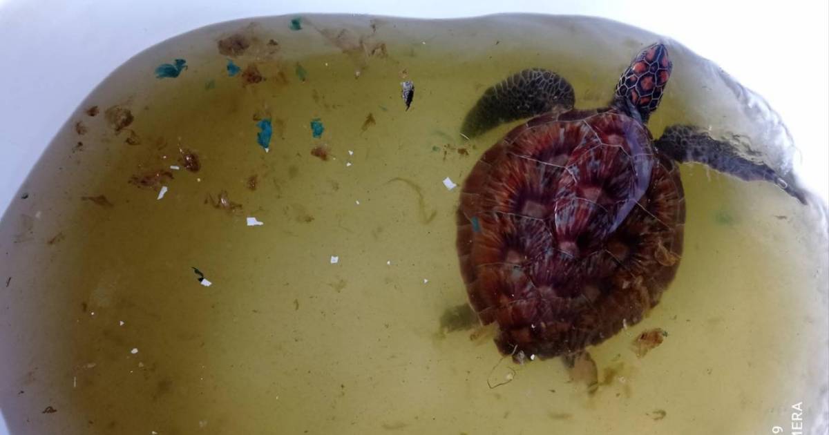 Tartaruga con 158 pezzi di immondizia nello stomaco trovata in Thailandia |  All’estero