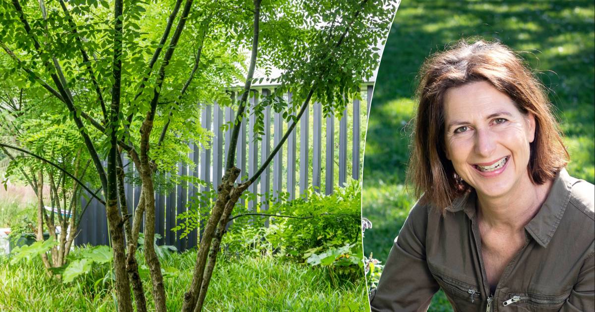 Met deze bomen heb je snel een koeler terras Wonen AD.nl