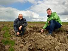 Zo willen Chris en Johan de patrijzen redden rond het Bentwoud: ‘Het zijn leuke vogels’