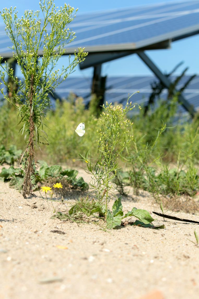 Zonnepark Shell Moerdijk, in de zomer. Beeld Naturalis