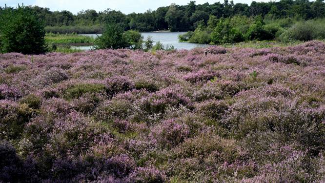 Zorgen om biodiversiteit in Oisterwijkse politiek: ‘Er is nu altijd een escape’