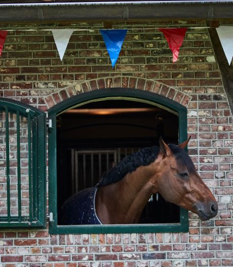 Kersvers Nederlands kampioen Willem Greve gaat daags na het NK-goud thuis in Markelo gewoon weer met de paarden aan de slag 