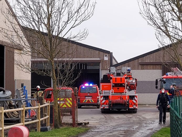 De brandweer op interventie bij een varkensbedrijf in de Kaaskerkestraat.