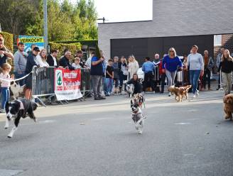 Honden en baasjes zorgen voor vertier tijdens ludieke hondenkoers op Werelddierendag in Appelterre
