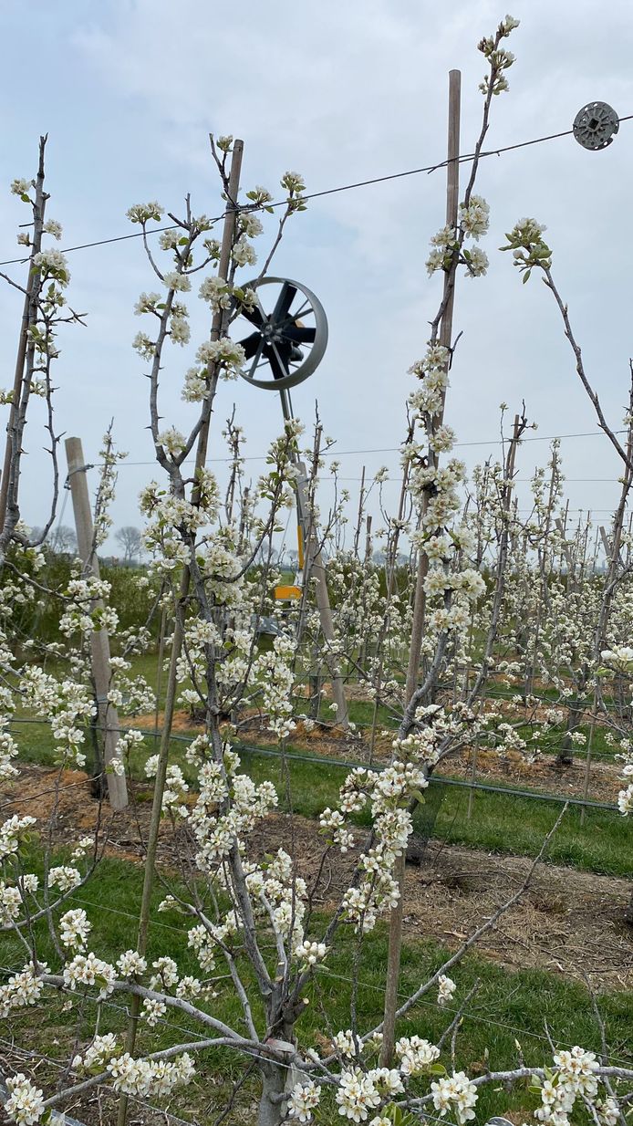 Fruitteler René Bal heeft twee nachtventilators om de lucht in beweging te houden zodat er minder snel afkoeling tot onder het vriespunt plaatsvindt.