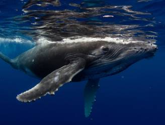 Waarom Japans besluit om commerciële walvisjacht te hervatten een voordeel kan zijn voor walvissen