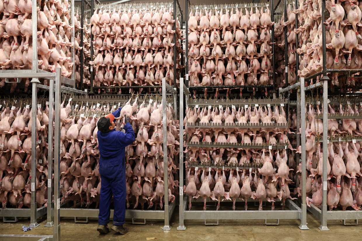 Een kippenslachterij. Tara Garnett: ‘Dat kweekvlees onnatuurlijk zou zijn? Maar er is nu al weinig natuurlijk aan de doorgefokte vleeskip en hoe die wordt gekweekt.’ Beeld Bloomberg via Getty Images