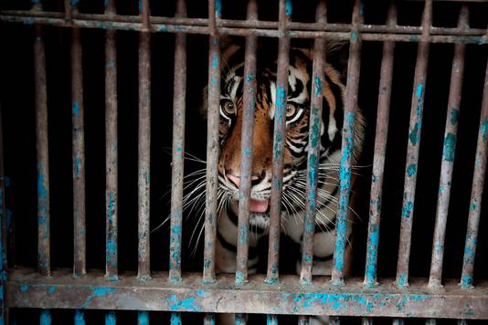 Een met corona besmette Sumatraanse tijger in een kooi in de Ragunan dierentuin in Jakarta, Indonesië (Jakarta provinciebestuur, via AP)