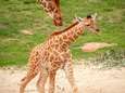 Girafje geboren in Planckendael