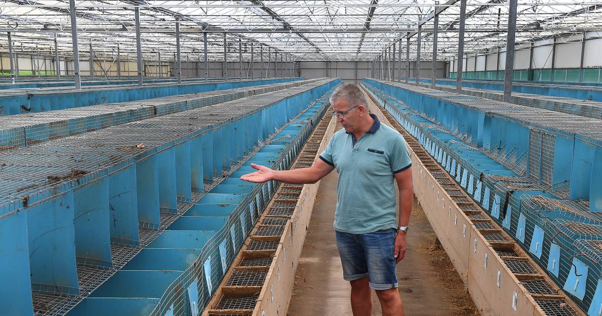 De pijn van de nertsenfokker: ‘Niemand begrijpt ons, dat is het ergste’